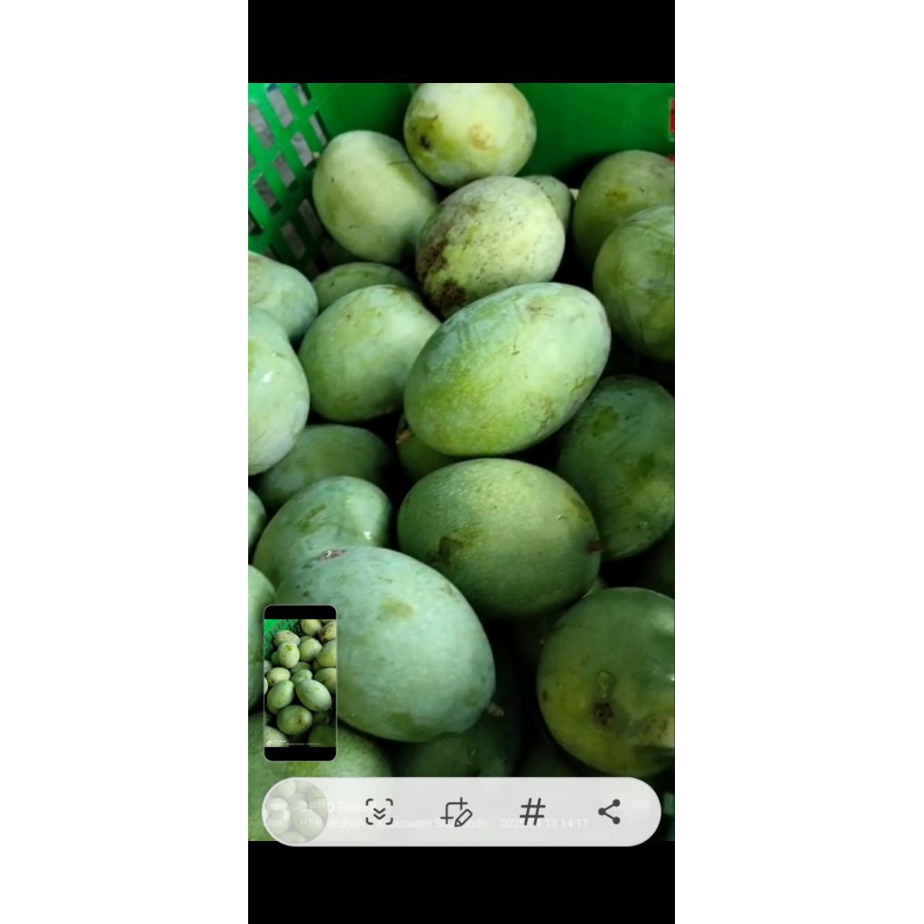 

mangga manalagi situbondo maniiis