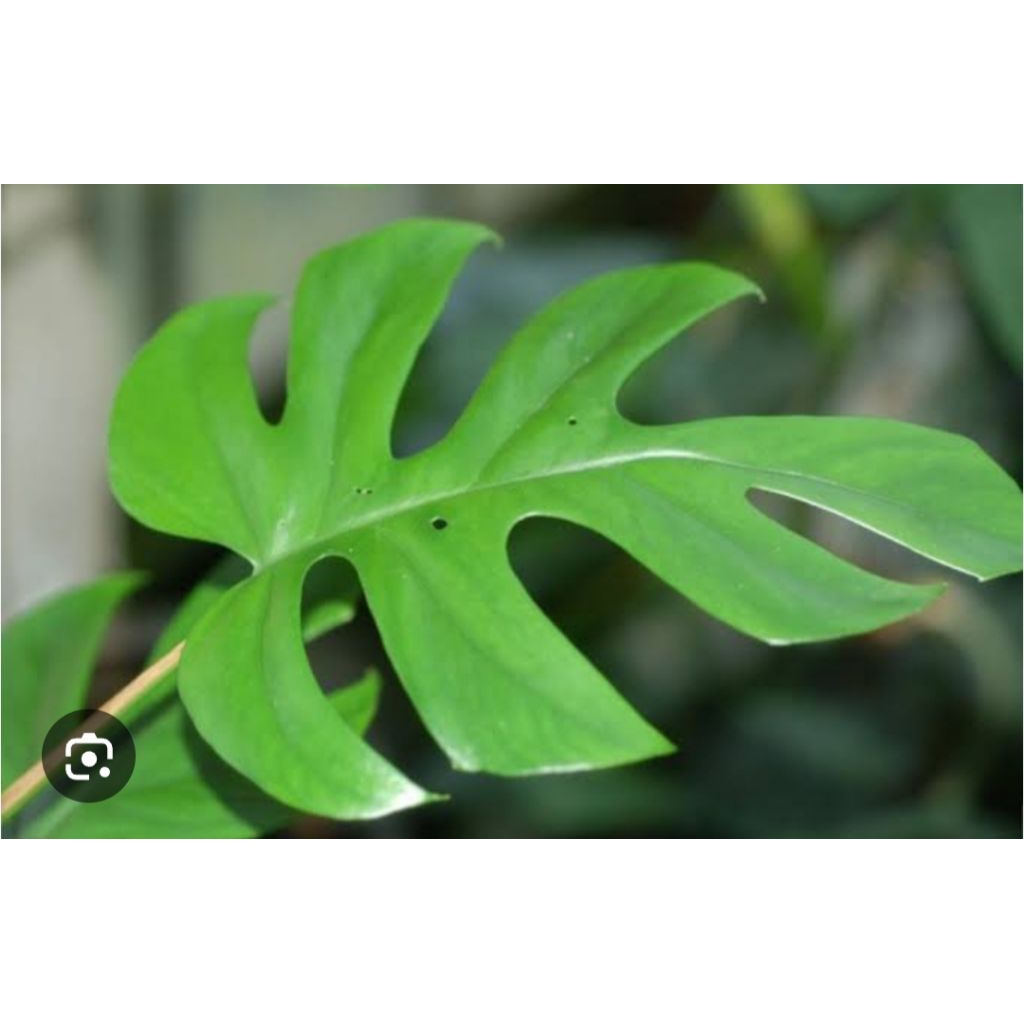 

Daun ekor naga segar 250 gram