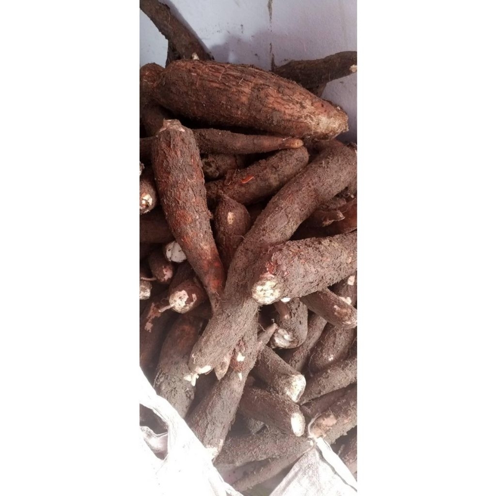 

singkong mentah perkilo 100 persen dari kebun langsung