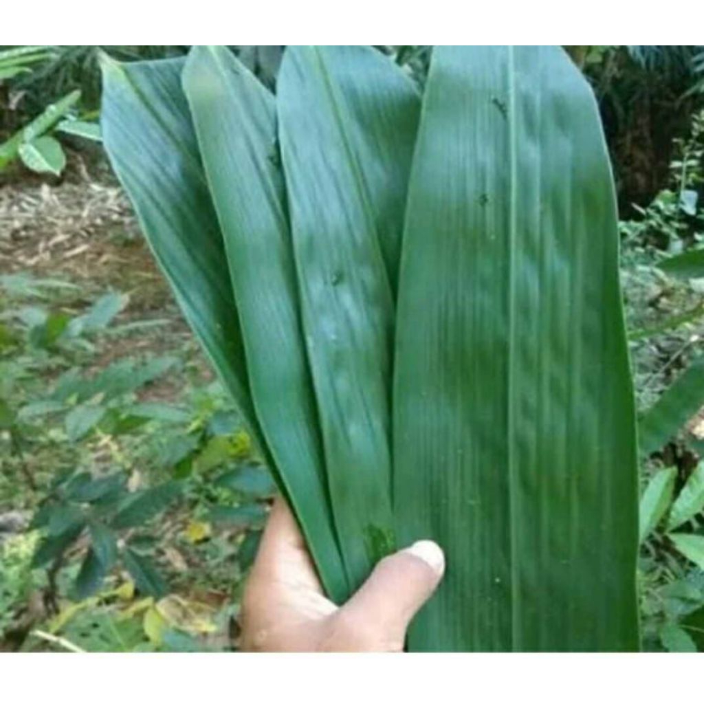 

daun bambu/daun awi 100 lembar