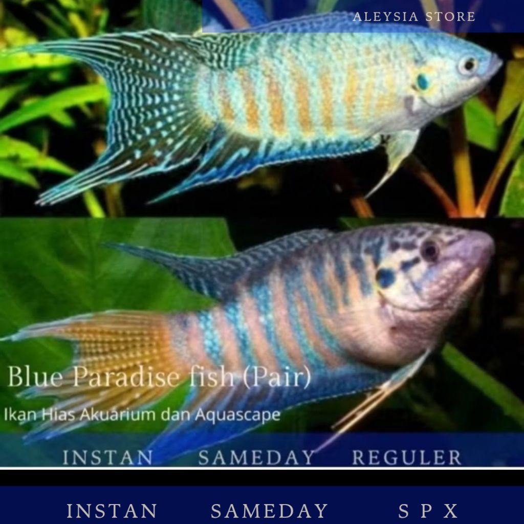 Cupang Atau Sepat Blue Paradise Sepasang Hiasan Aquarium