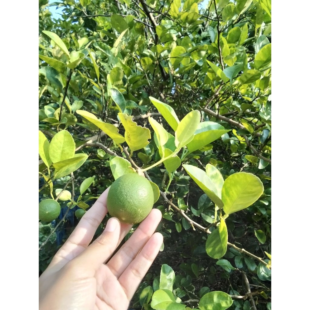 

Jeruk nipis 1 kg