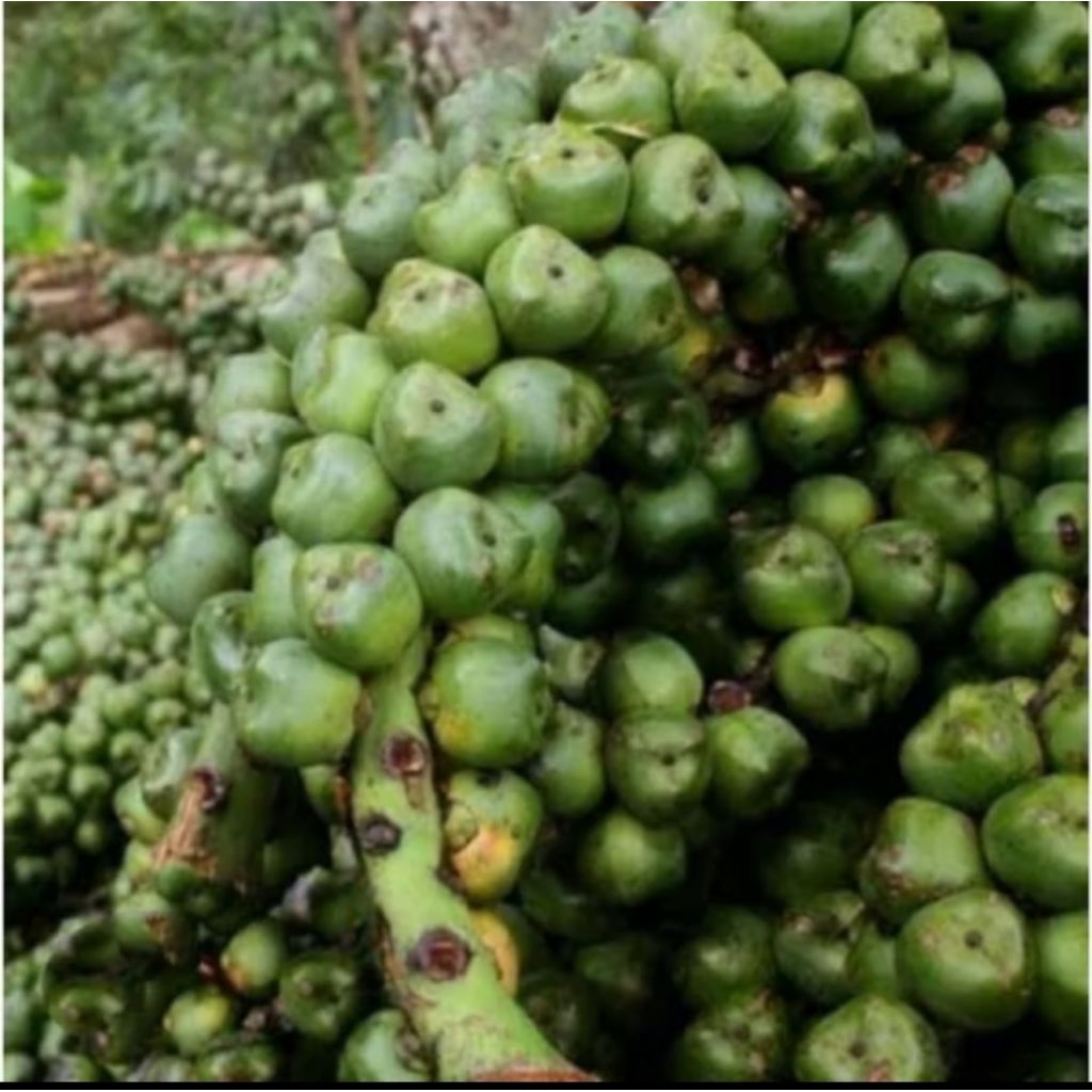 

KOLANG KALING KUPAS SIAP MAKAN MUDA 1KG