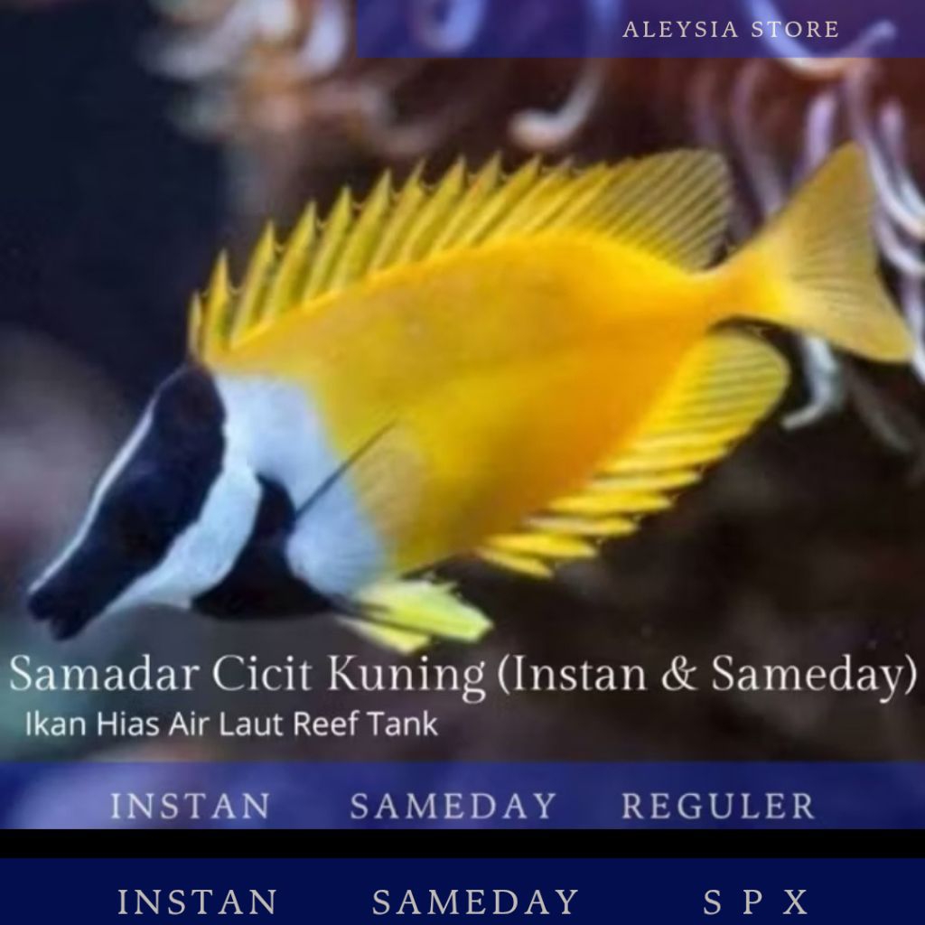 Samadar Cicit Kuning Hiasan Aquarium Air Laut