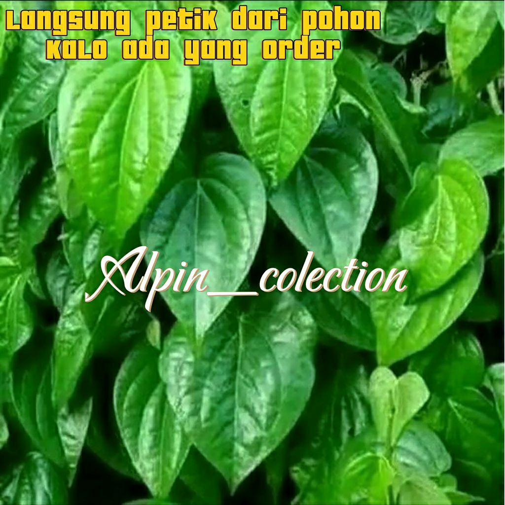 

Daun sirih hijau segar perlembar