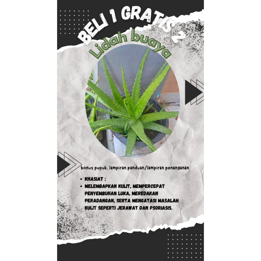 

promo beli satu gratis dua tanaman herbal lidah buaya