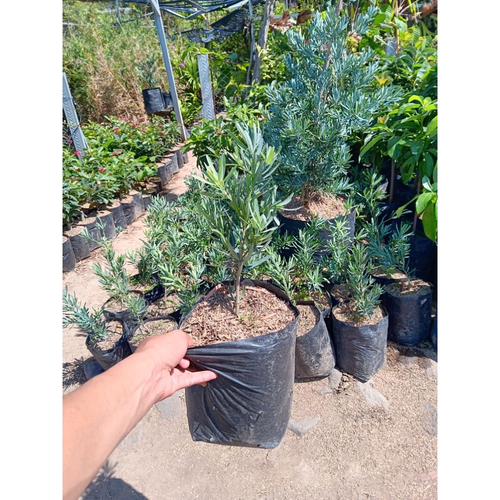 Tanaman Hias Lohansung Blue Ice Ori | Lohansung Blue Ice Rimbun