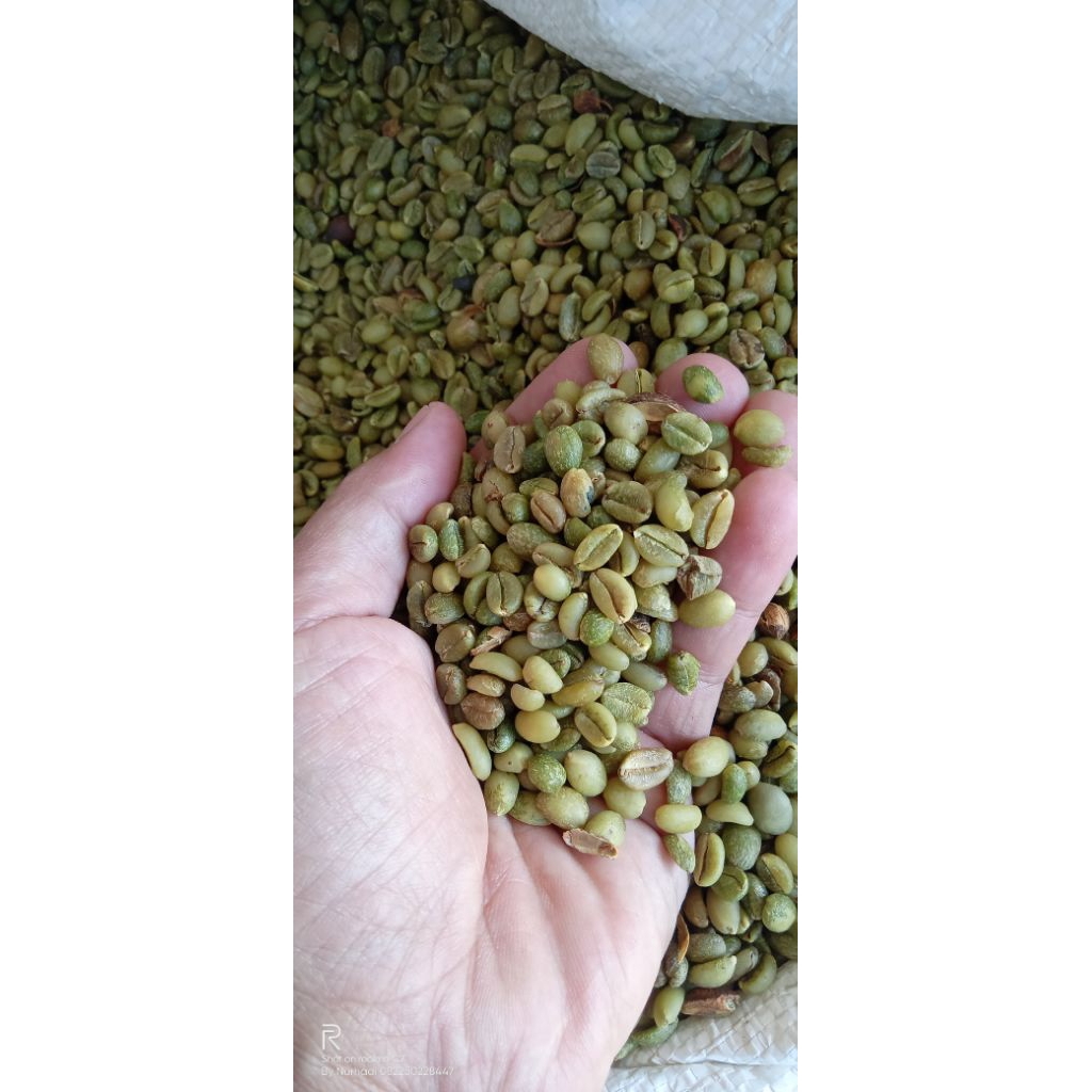 

kopi nangka petik merah kopi liberika petik merah bersih kering super