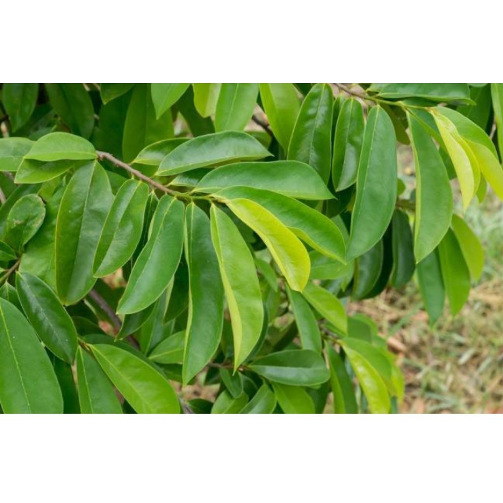 

daun sirsak segar 50lember+ bonus 5 lembar