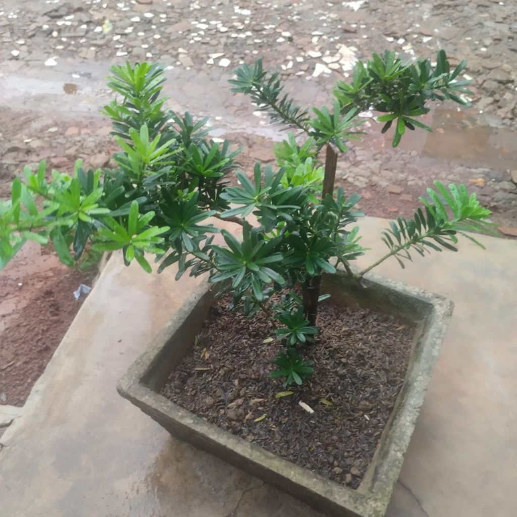 Pohon Bonsai lohansung cincuan
