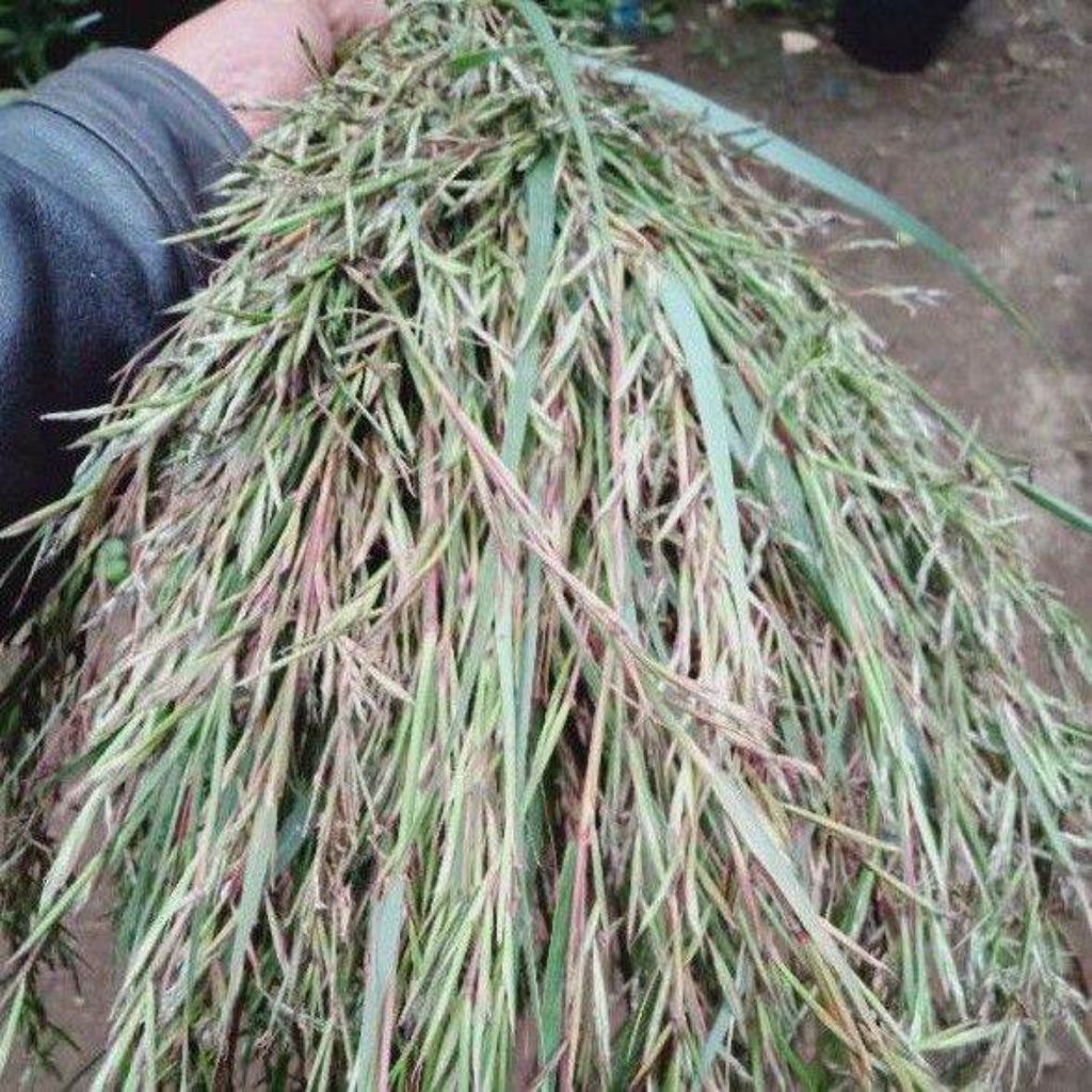 

bunga serai wangi 500grm