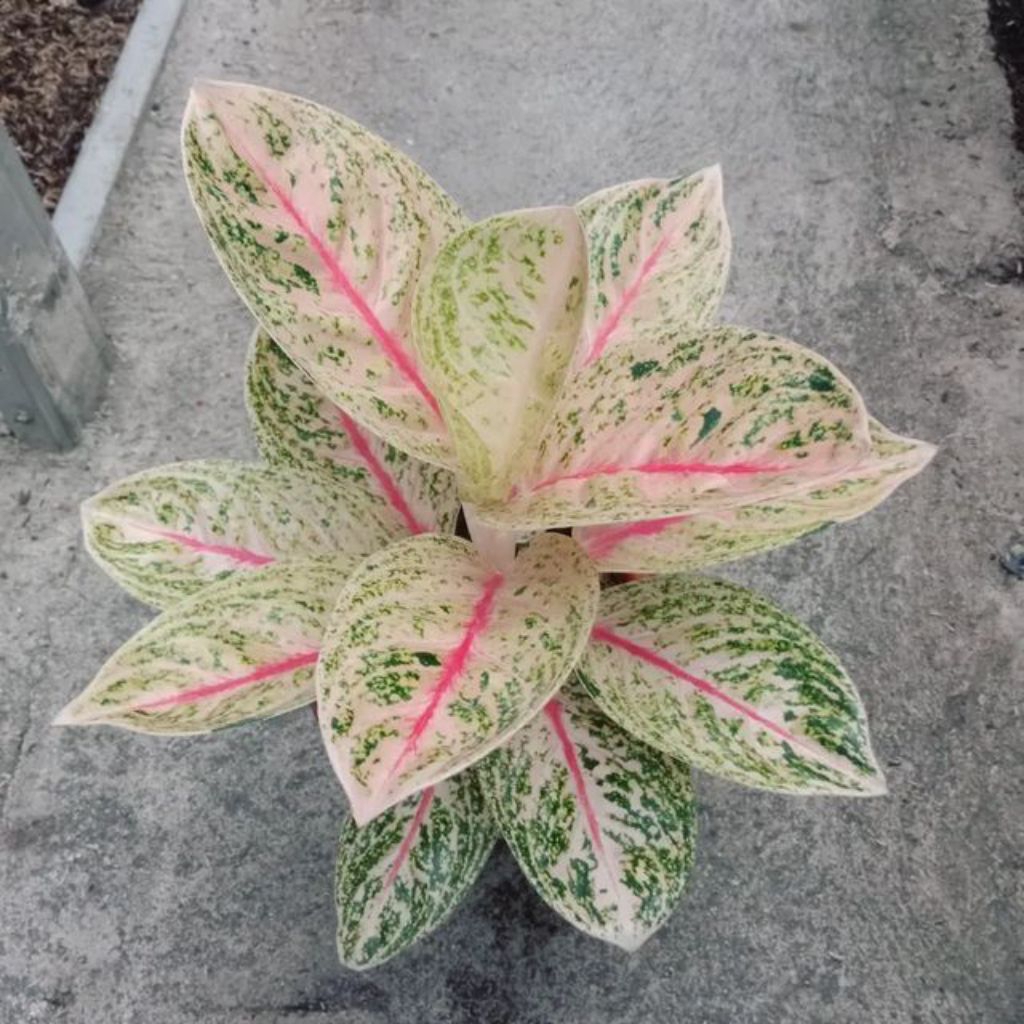 Cod Tanaman Hias Aglonema Widuri Tulang Merah/bibit tanaman widuri