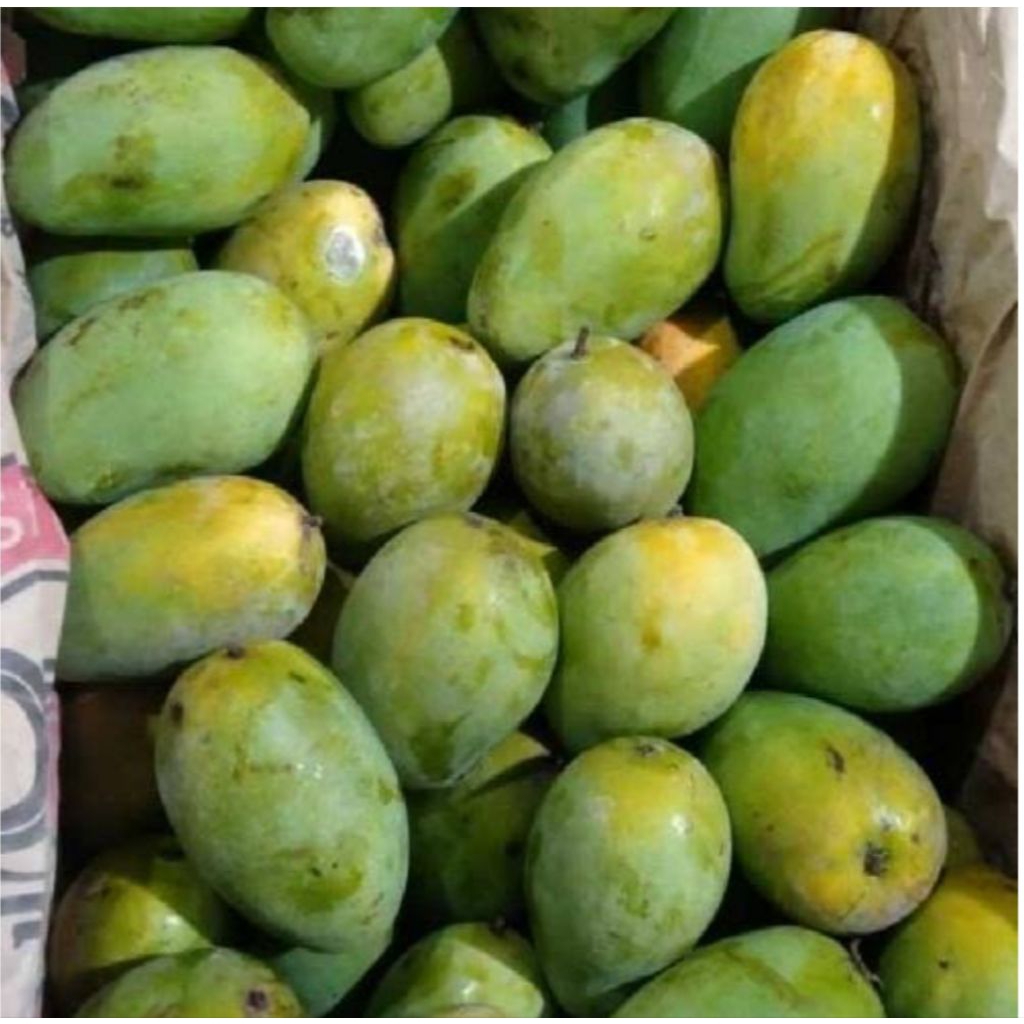 

buah mangga harum manis 1 kg pilihan