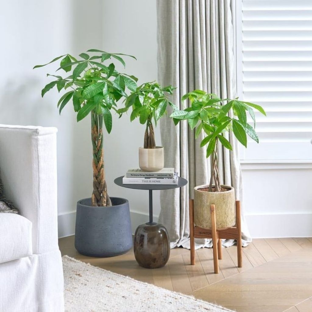 Tanaman pachira money tree / Pohon pachira