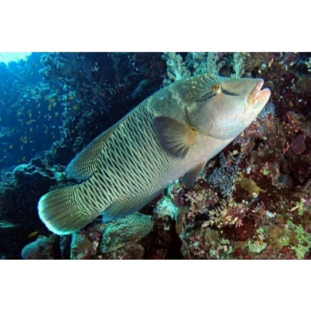 IKAN HIAS LAUT NAPOLEON SIOMAY