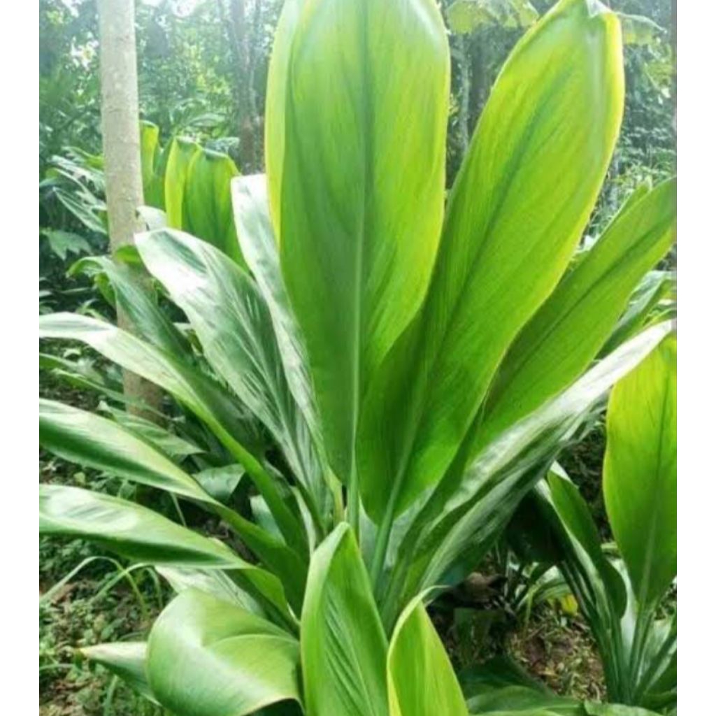 

daun hanjuang segar dan terpecaya/50 pcs murah