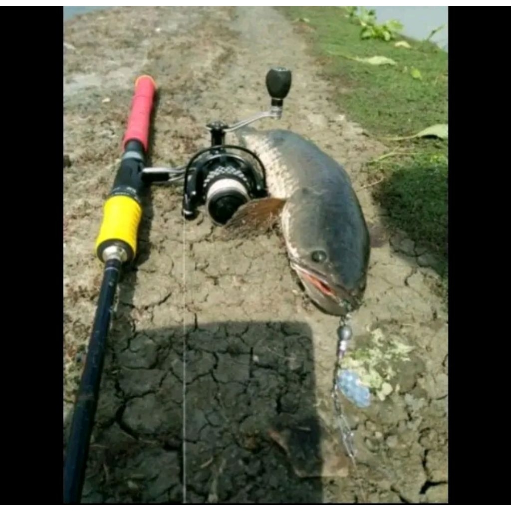 Umpan casting spinner gabus toman dll