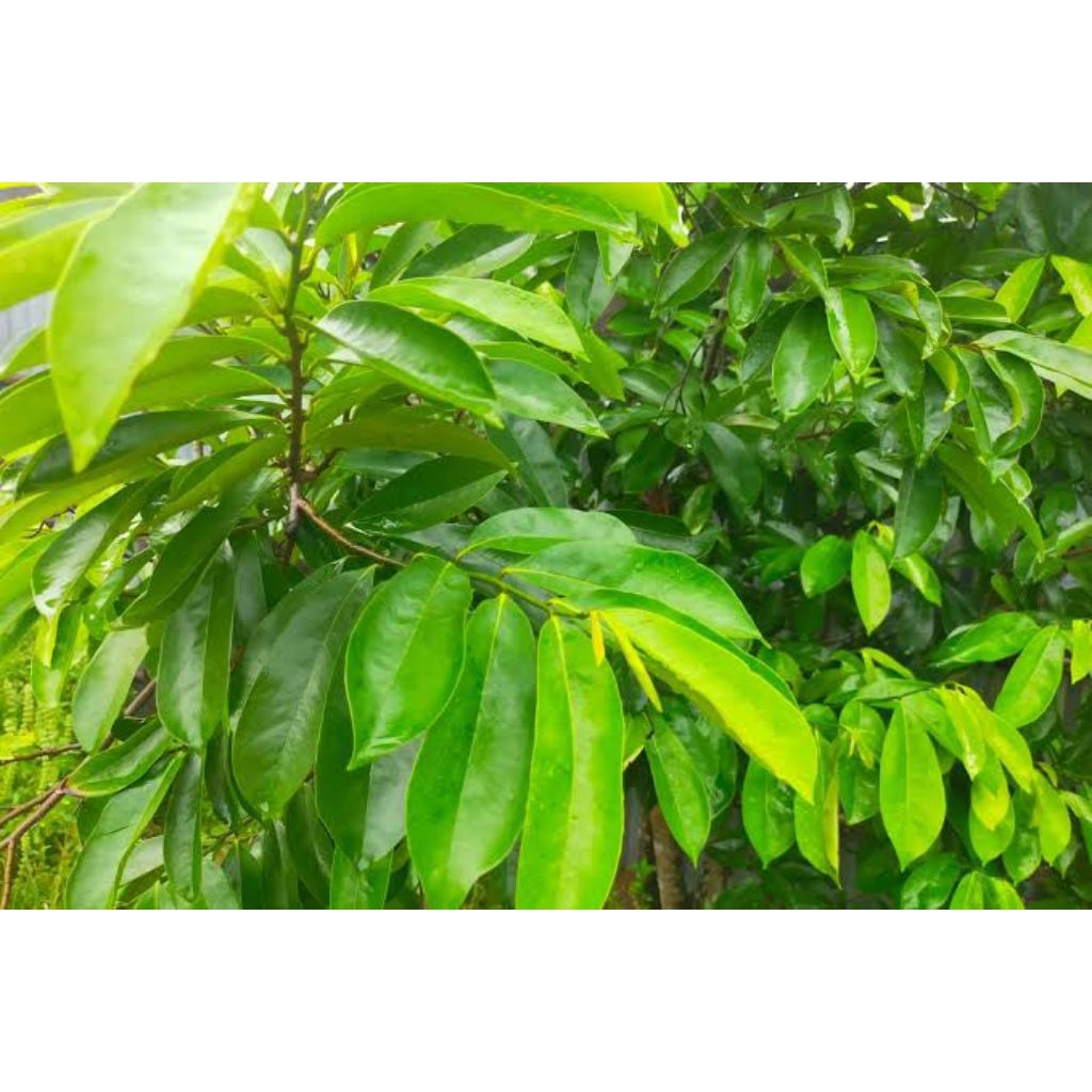 

READY DAUN SIRSAK SEGAR isi 25 lembar