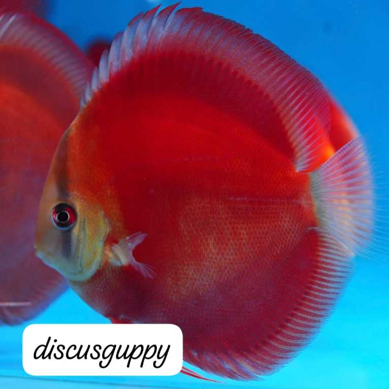 Red Cover Discus 2,5inch - Enhanced Edition