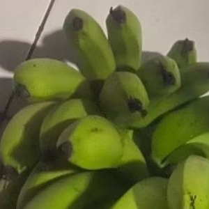 

Buah Pisang Mentah Pls Srp Alt Pisang Bangkaulu Sehat
