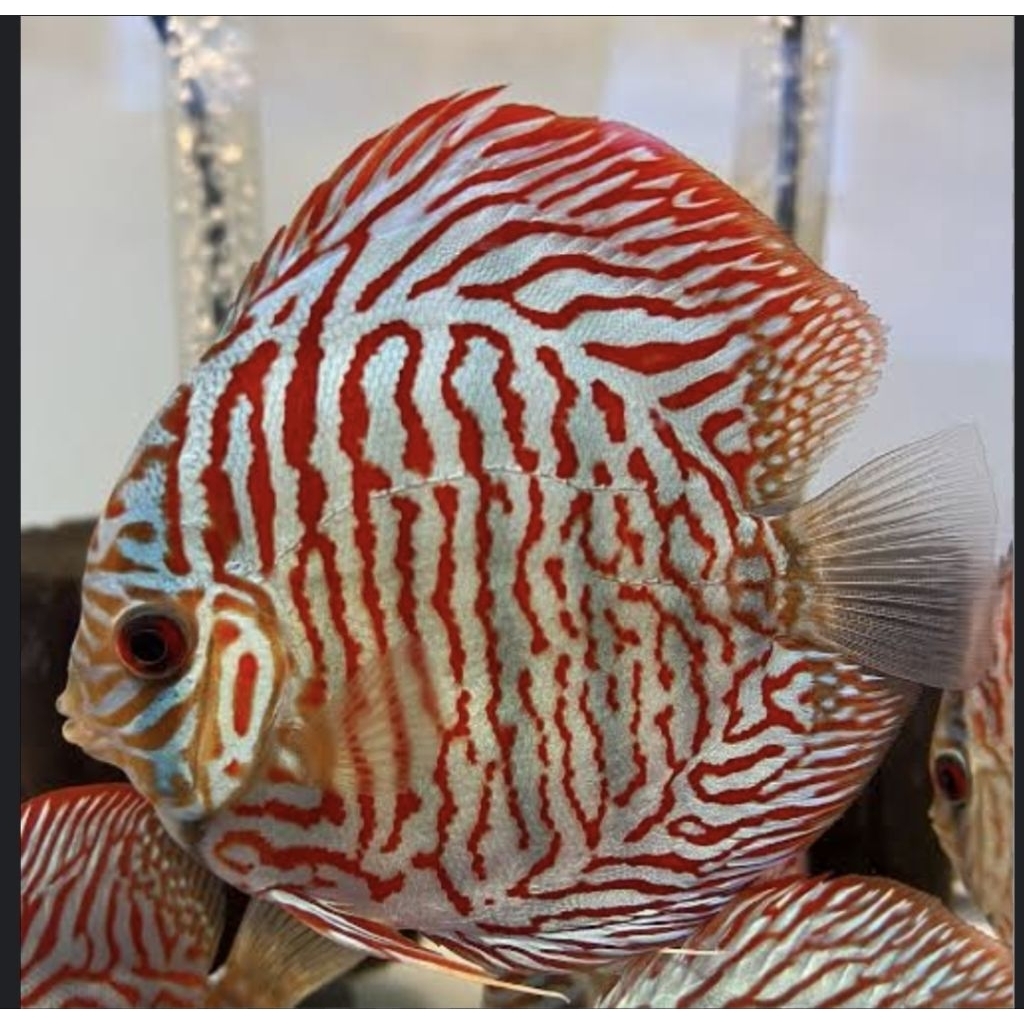 Tiger Turqueise Discus - Hiasan Aquarium