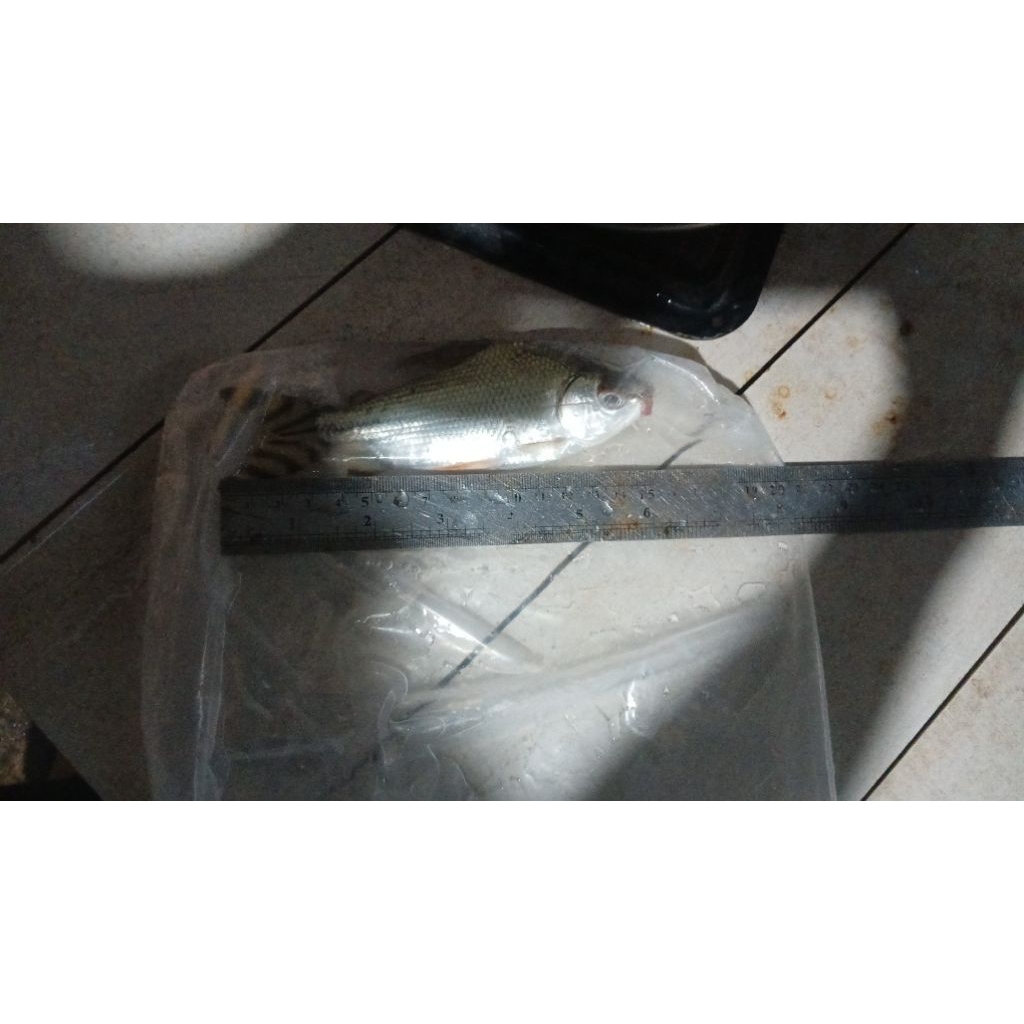 kebutuban hiasan yff  yellow feifeng 15cm