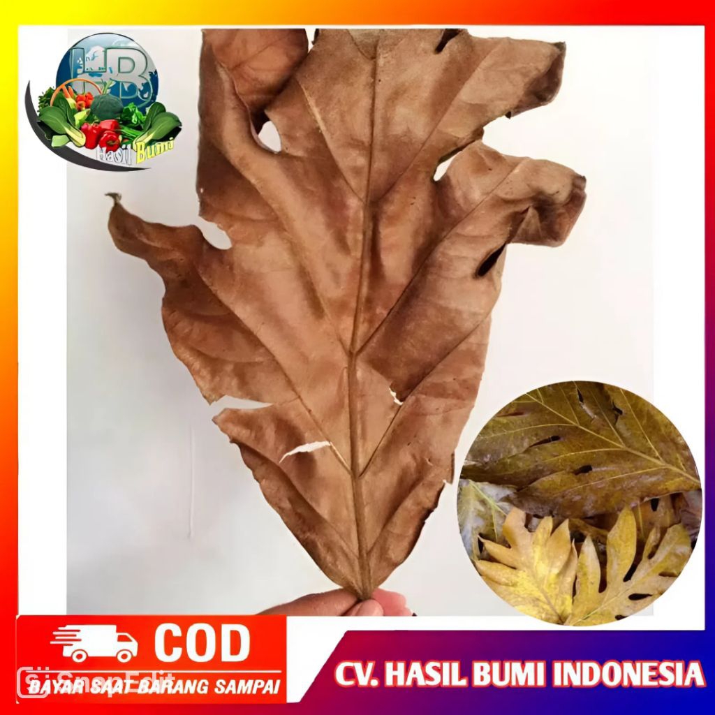 

Daun Sukun Kering Obat Herbal Alami Sudah Bersih Siap Pakai