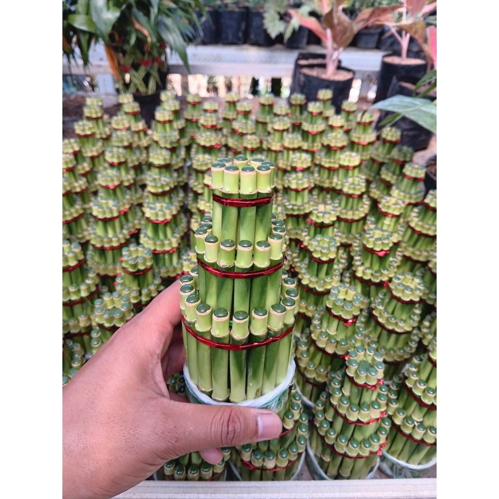 Tanaman Hias Bambu Hoki | Bambu Rejeki | Bambu Cina