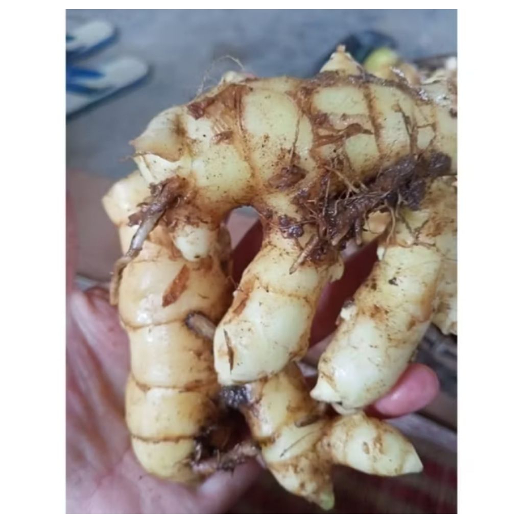 

Kunyit Putih Segar 1Kg Langsung Ambil Dari Hutan Asli Organik Herbal CURCUMA ZEDOARIA