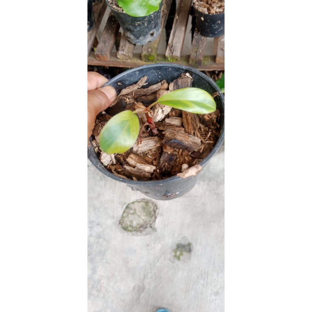 phillodendron black cardinal varigata