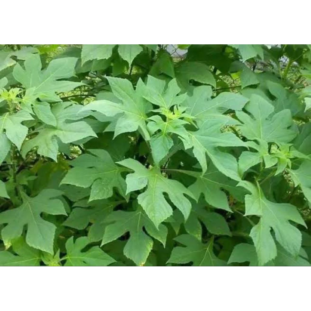 

DAUN INSULIN SEGAR TANPA PEPTISIDA,BARU METIK DARI KEBUN SENDIRI