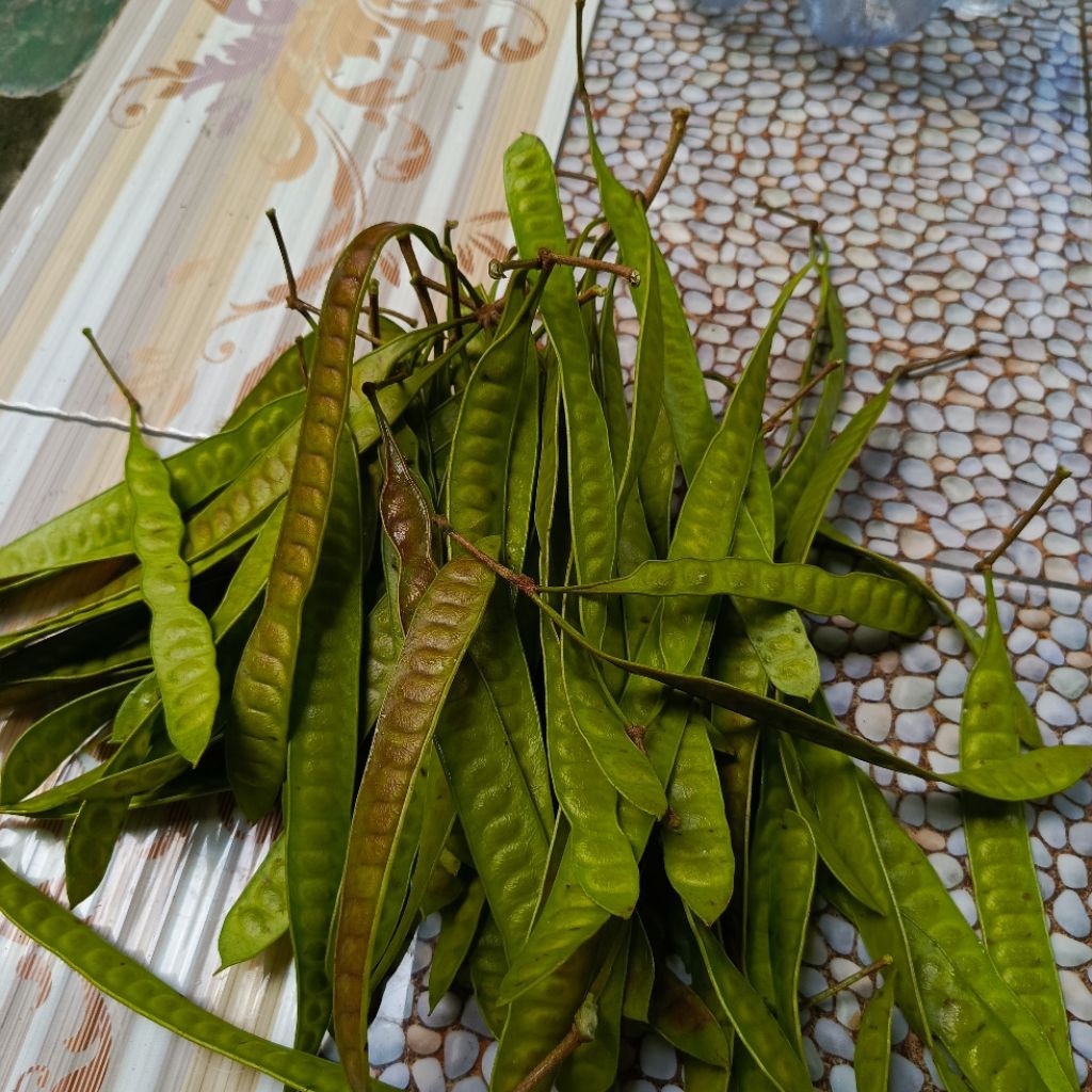 

Petai Cina Segar Peteh Cina Lamtoro 250Gram Pete Cina Mlanding