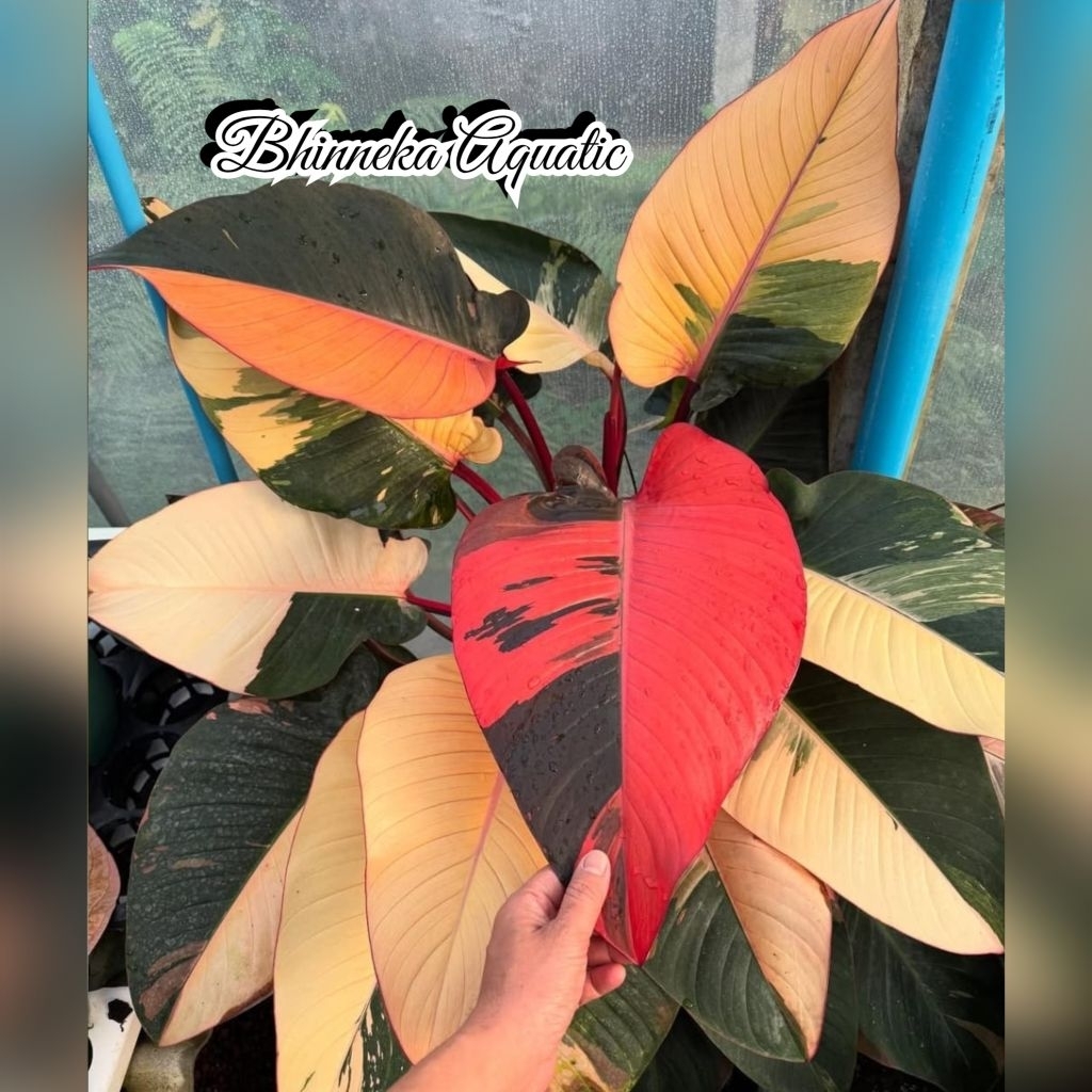 Tanaman Hias Philodendron Red Congo Variegata Varigata Variegated Real Pict Murah Ekonomis