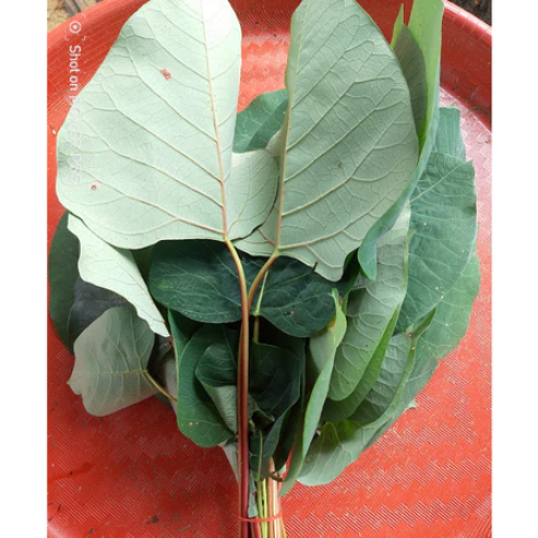 

Daun Bintinu Segar Alami Di Petik Saat Order Masuk