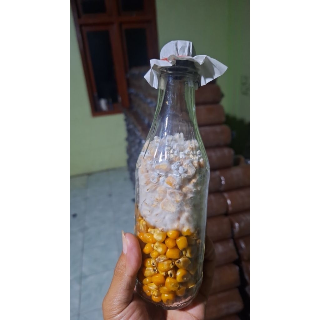 

bibit jamur tiram putih. f2 .media jagung utuh