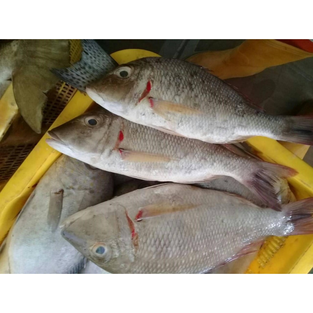 

Ikan Kakap Segar Lencam Ikan Lencam 1Kg