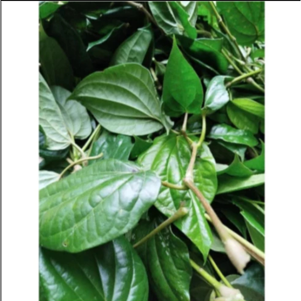 

1 Kg Daun Sirih Segar / 500 Gram Daun Seureuh Segar Alami