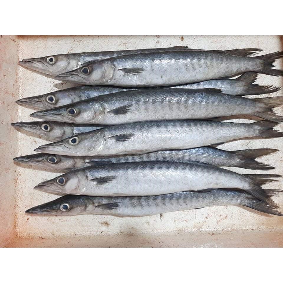 

Ikan Bakauda Segar Ikan Barakuda 1Kg Ikan Alu Alu