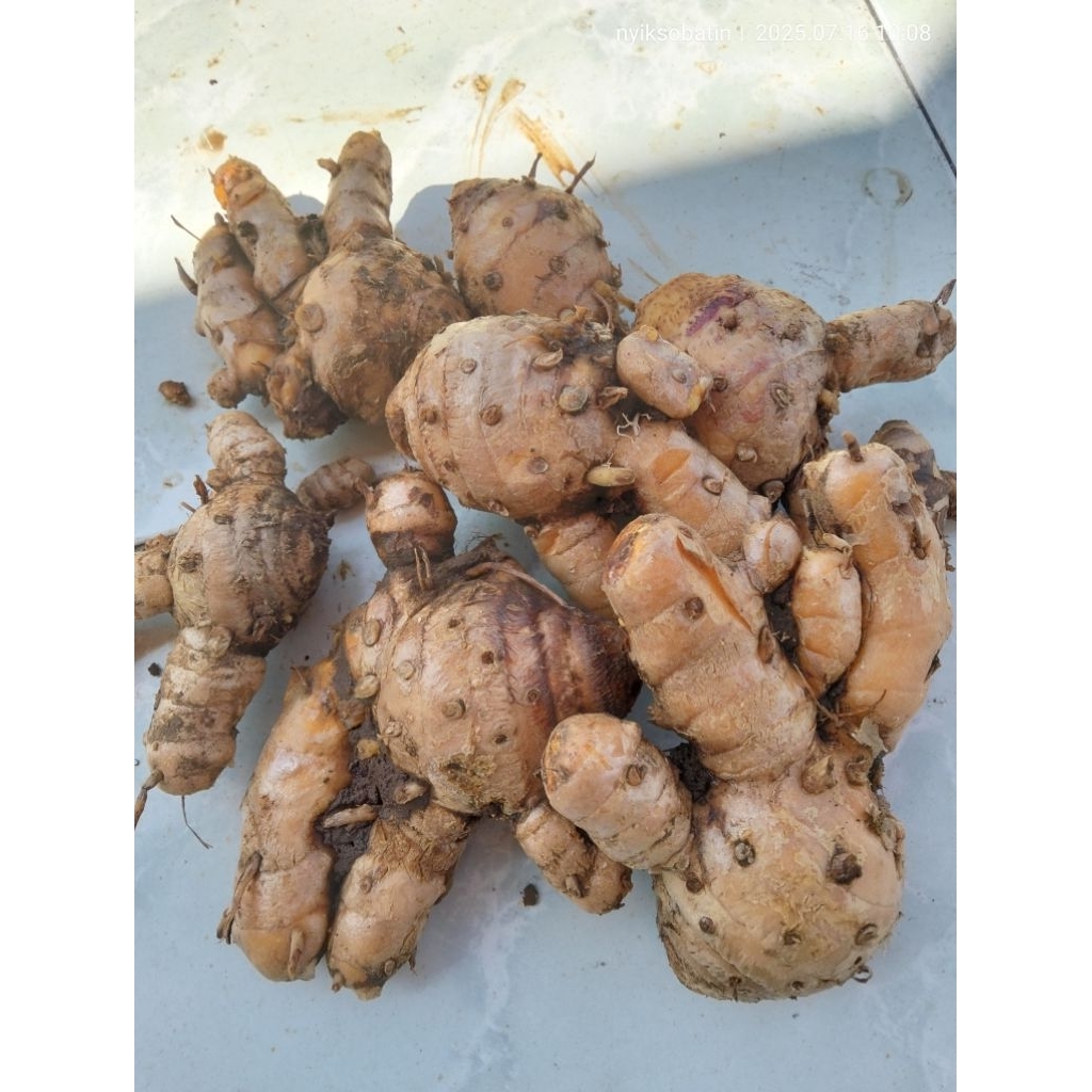 

temulawak herbal,rempah 500 gr