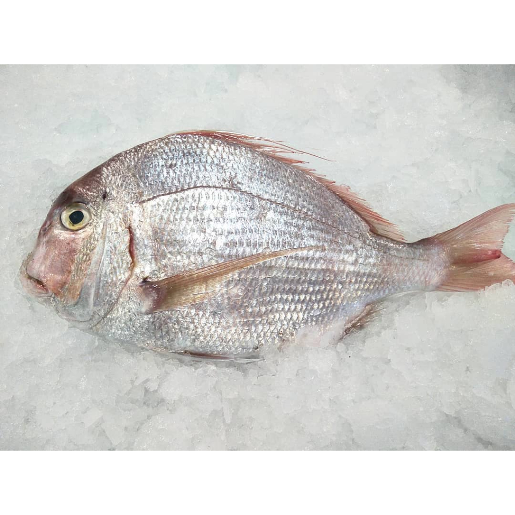

Ikan Kapasan Segar Ikan Kapasan 1Kg