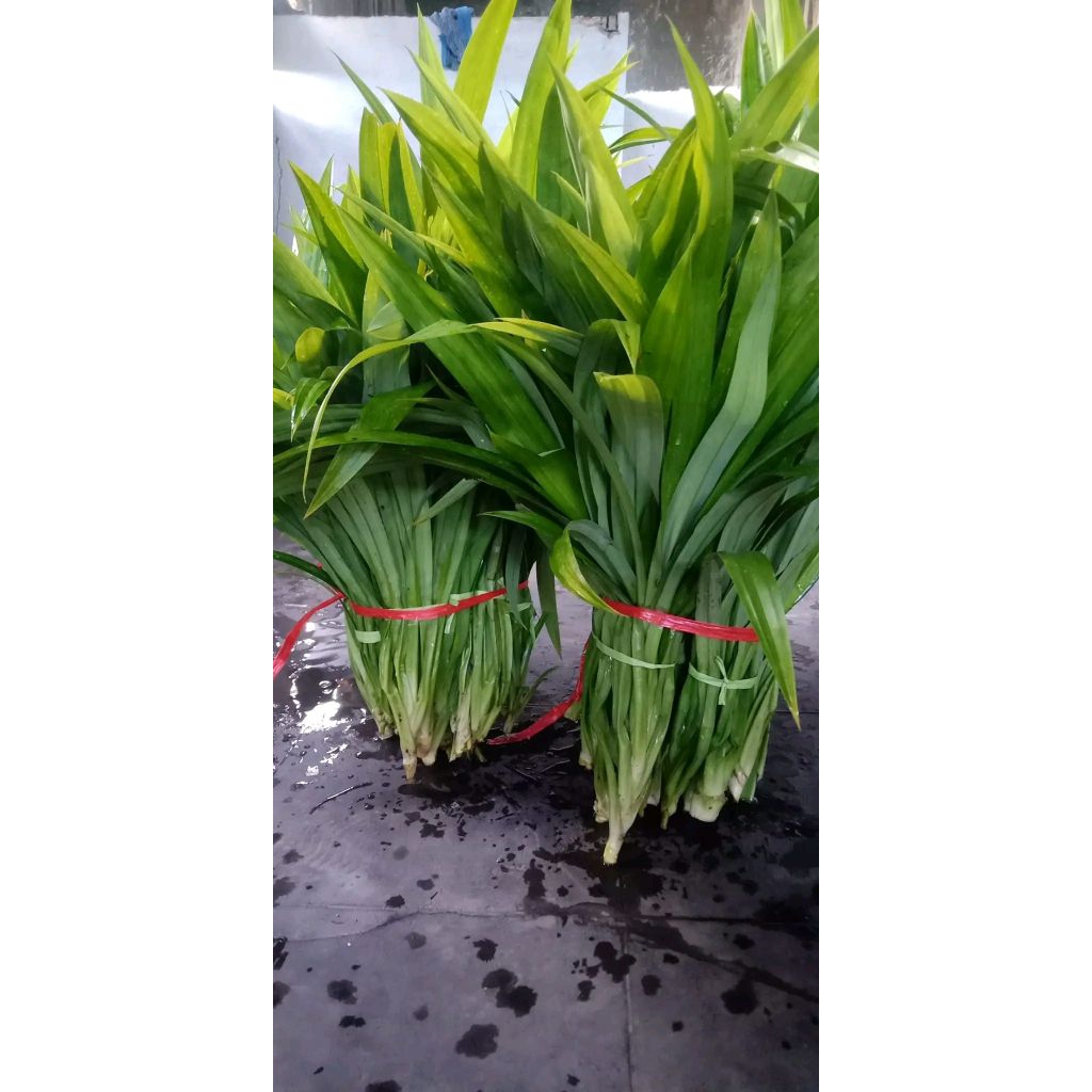 

ISI 50 BATANG DAUN PANDAN WANGI ASLI BOGOR FRESH dipetik saat ada pesenan masuk