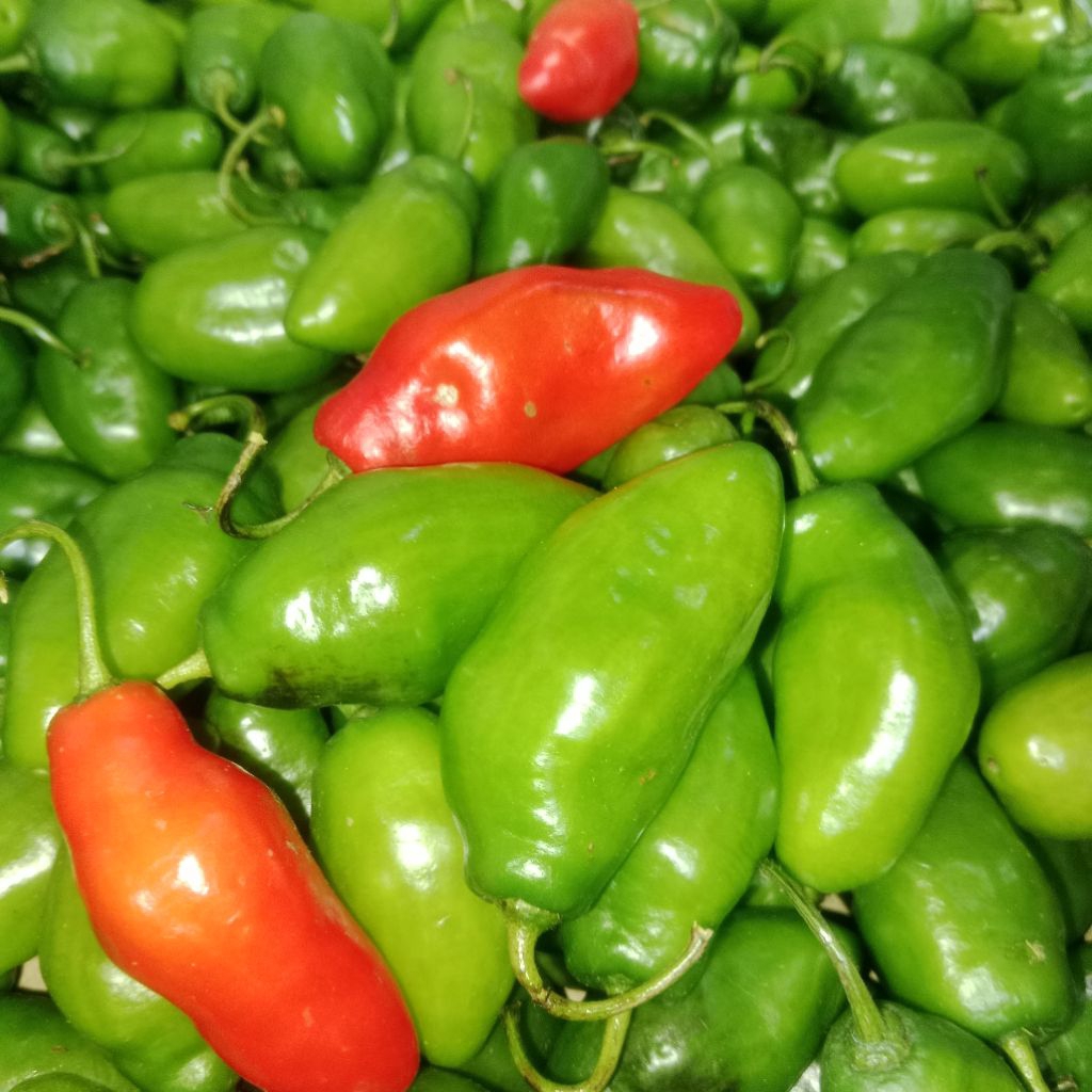 

Cabe Gendot Segar Isi 500gr - paket hemat buah/sayuran cabe gendot segar toraja