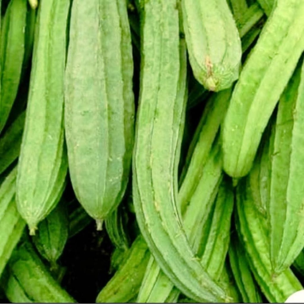 

Gambas segar / Oyong segar/ sayur gambas /sayur oyong