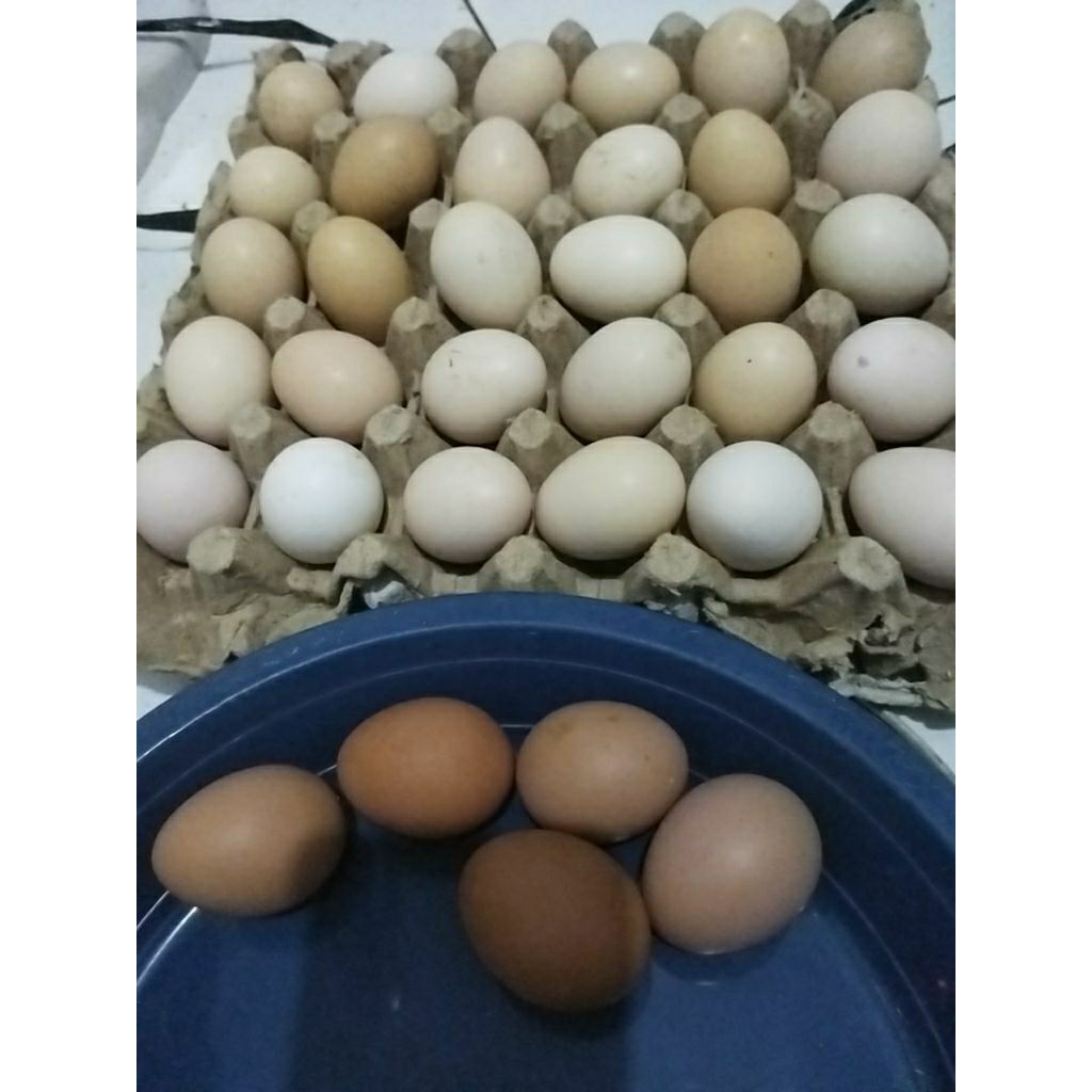

telur fertil kub