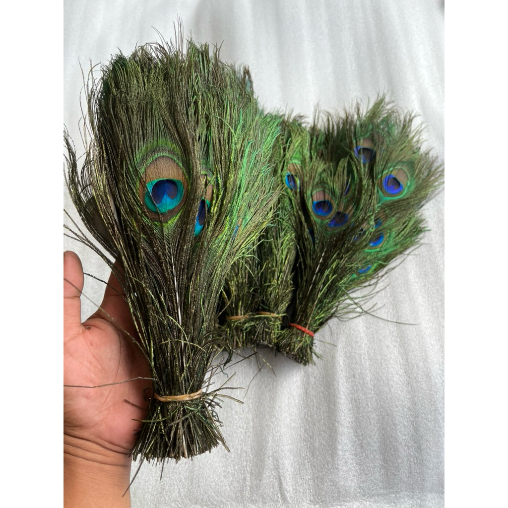 Dekorasi Bulu Merak Paket 20 Helai Kualitas Terbaik Premium Replika