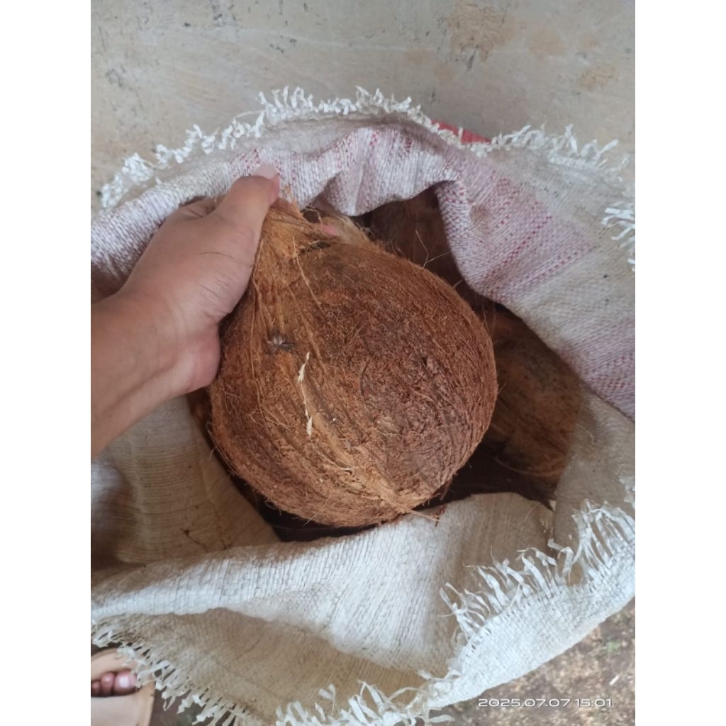 

buah kelapa tua(bahan santan)