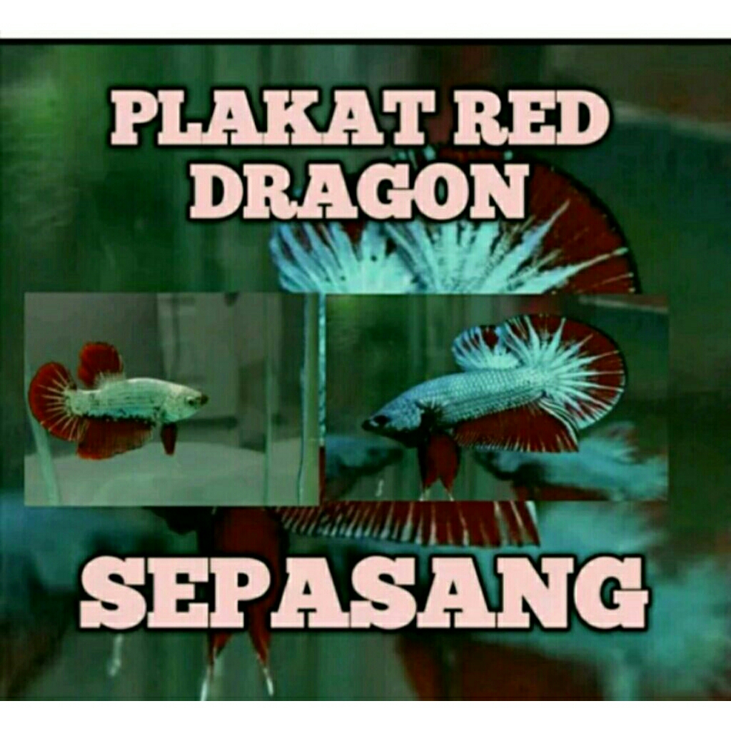 sepasang cupang plakat red dragon non snow usia dewasa siap bredd betina full telur