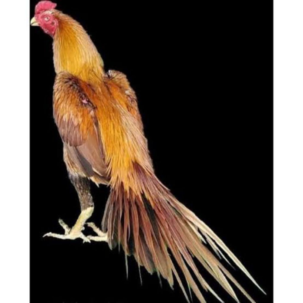 

telur ayam hias ekor lidi