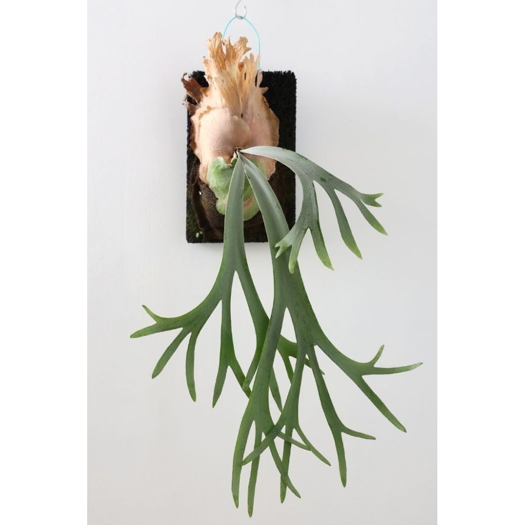 Tanduk rusa asli / Pohon tanduk rusa / Tanaman tanduk rusa