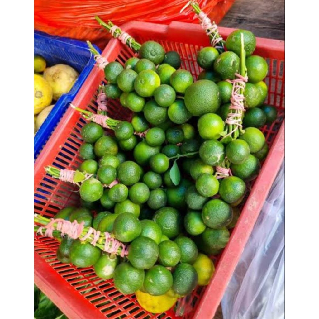 

jeruk limau 1 ikat segar bppn